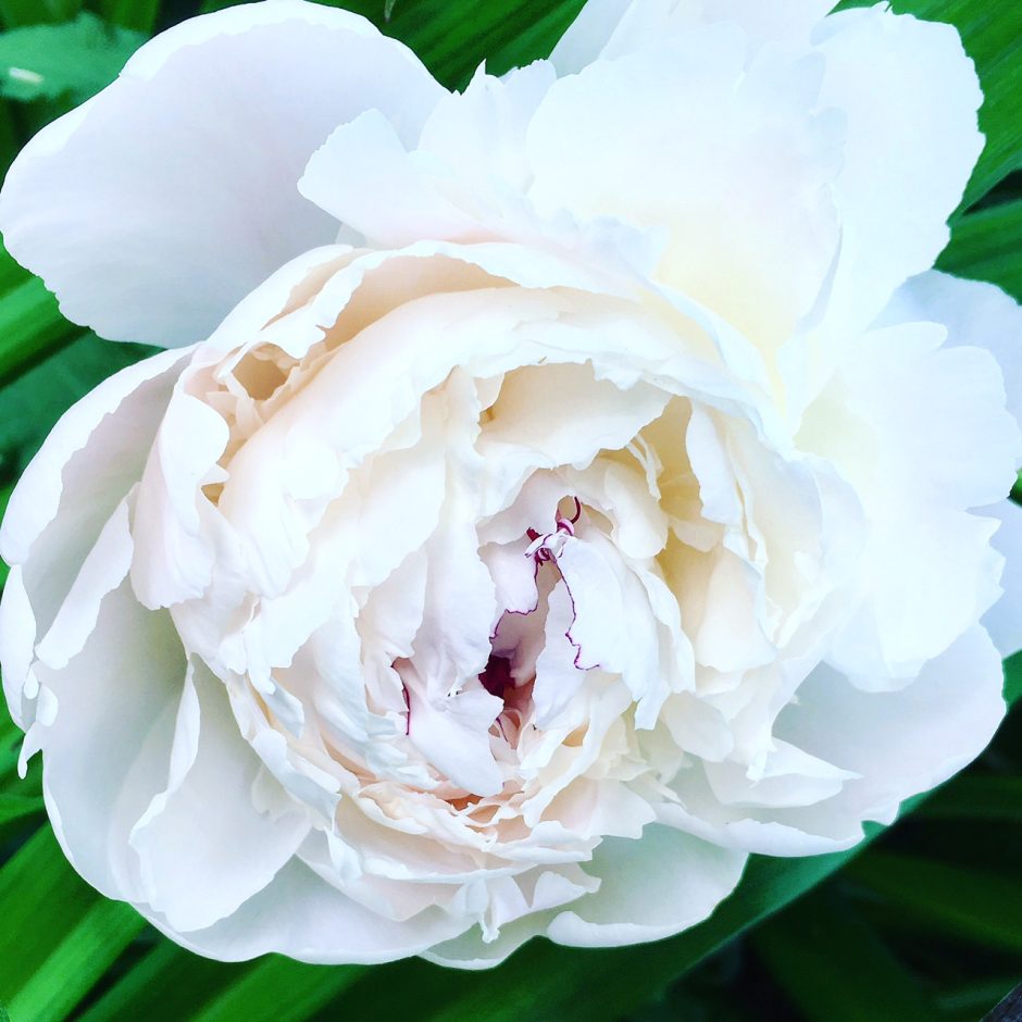A rose is a rose, but a peony is a friend forever.