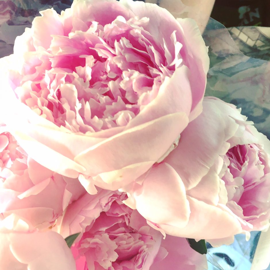 Pink Peony Love
